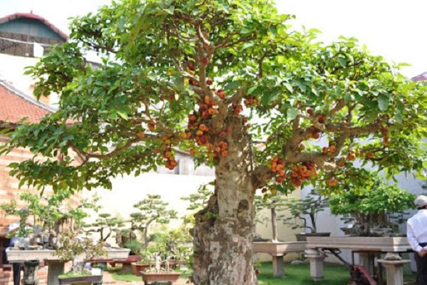 Cây Sung - Cây được trồng trong nhà biệt thự để mang lại tài lộc